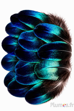 Pavone blu zaffiro - 6-8 cm - blu naturale metallizzato